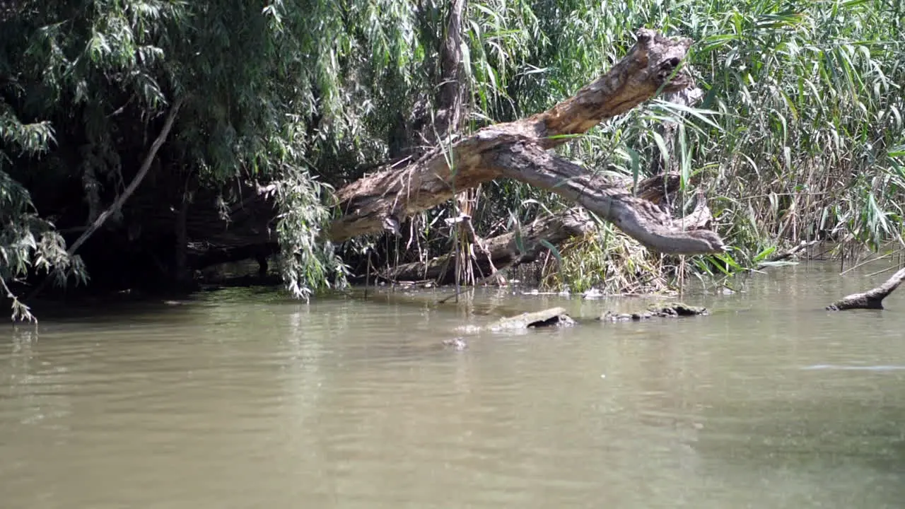 Wild mysterious dark river with trees