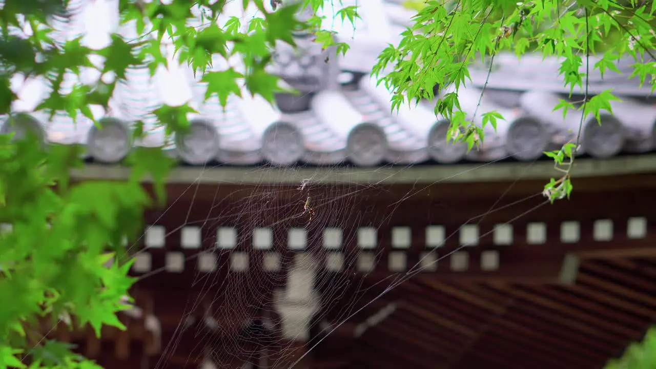 A quiet spider in its web waits for the next prey in a park in Japan