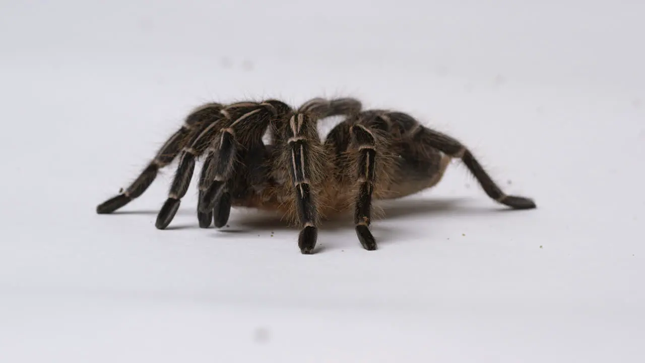 Salmon Pink Bird eater Tarantula brings legs in isolated on white background