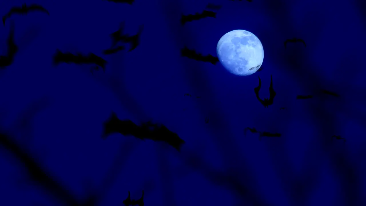 Halloween bats fly in scary moon lit sky animation