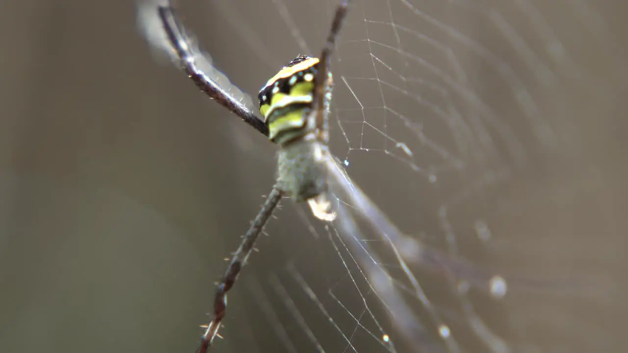 The spider sits on its web waiting for prey