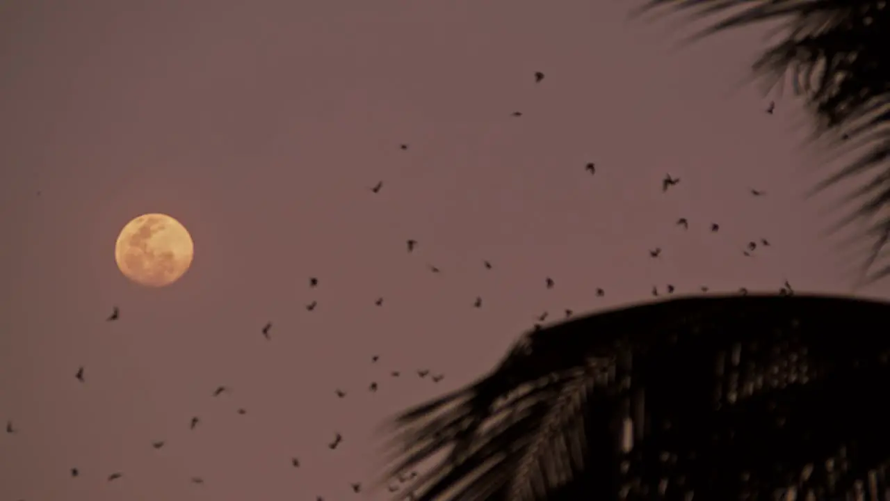 Bats flying in the purple night sky from Phnom Sampov cave at Battambang Cambodia tilt up