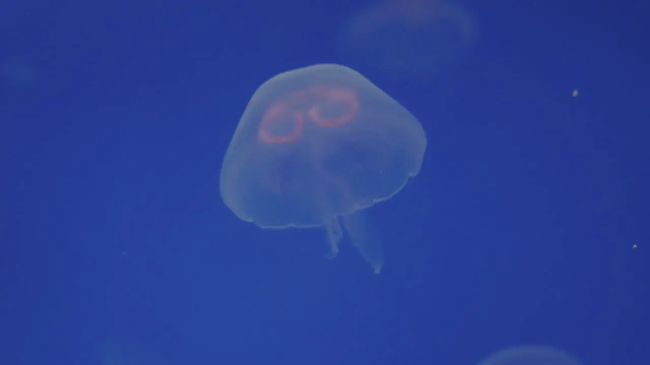 Aurelia Aurita Swimming Underwater Close up