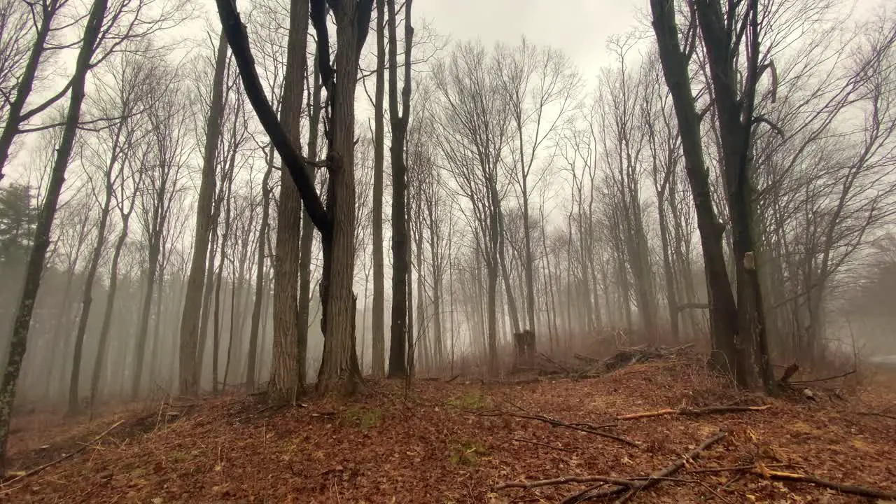 A mysterious foggy forest in the Appalachian mountains on a rainy dreary day