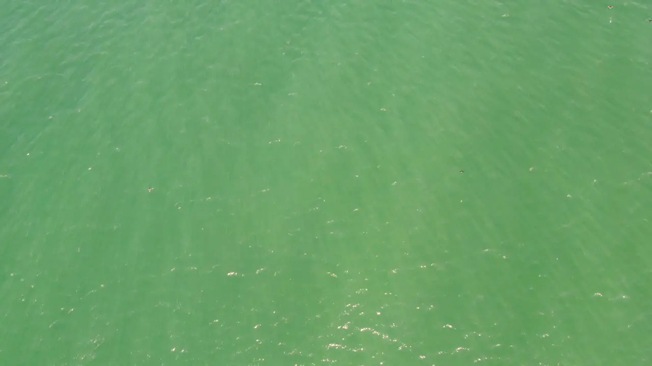 Drone aerial shot bird's-eye of ocean bird's flying seagull nature landscape scenery Pacific Ocean Central Coast The Entrance NSW Australia 4K