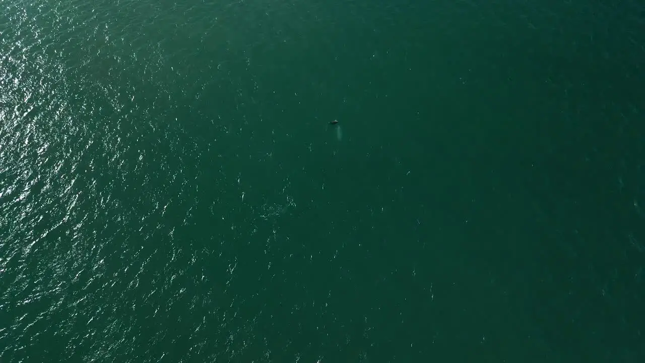 Pod of dolphins swimming below