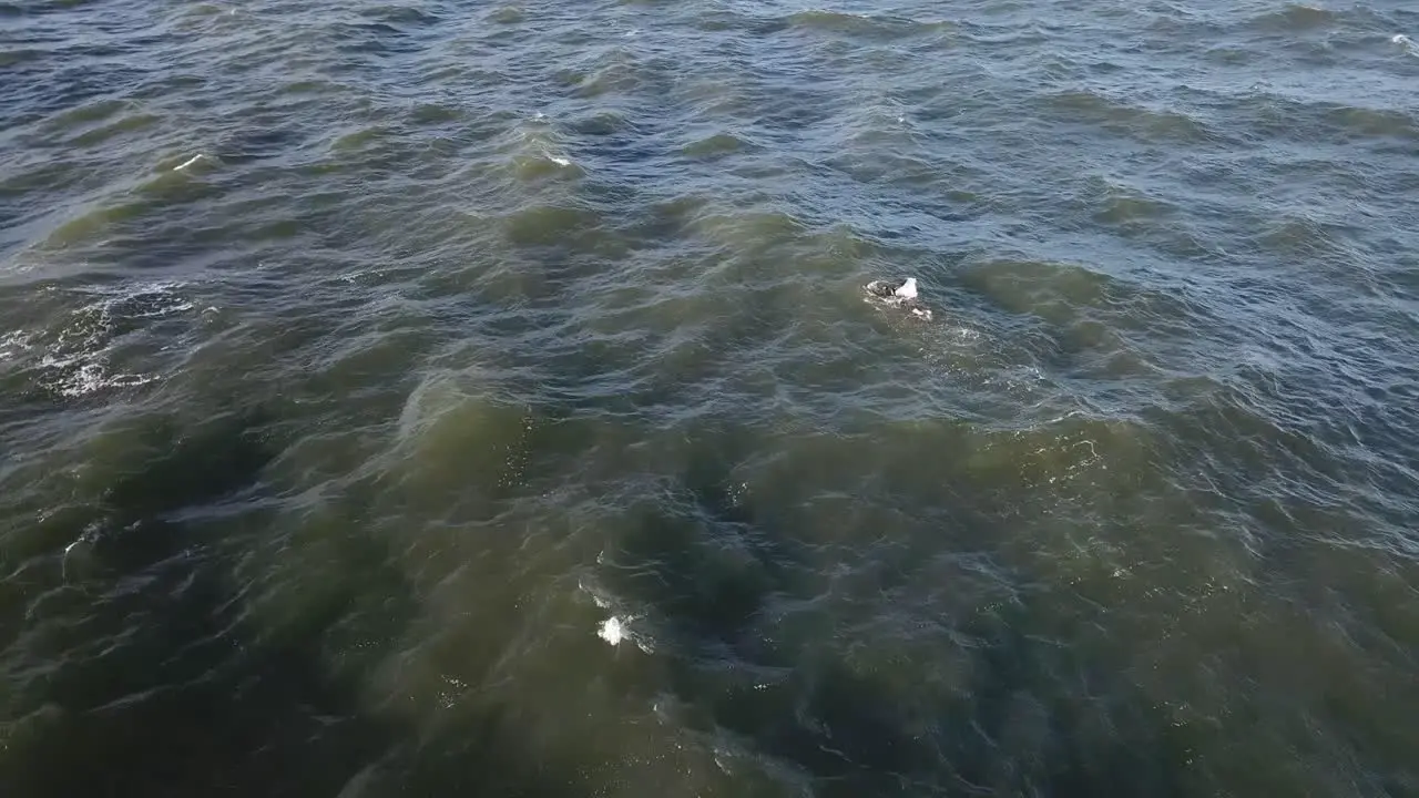 Drone aerial over ocean Melbourne wavy windy cloudy person swimming winter day