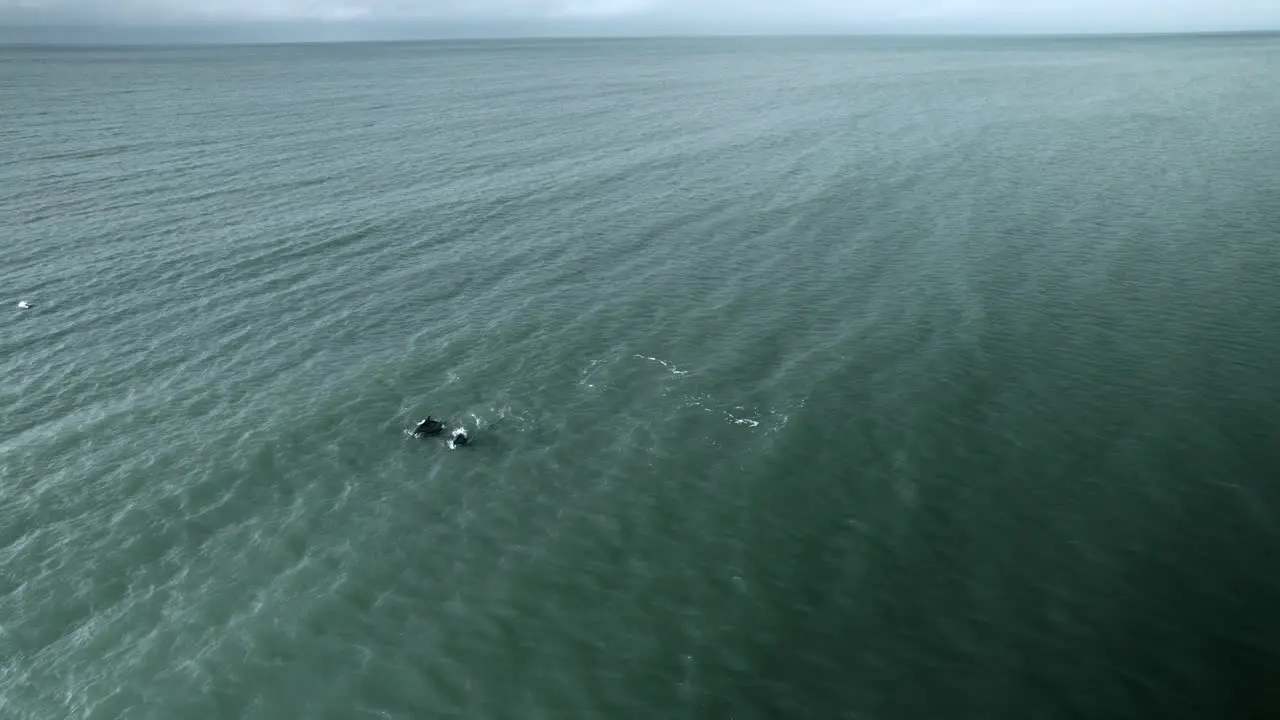 Aerial of dolphin pod swimming towards camera