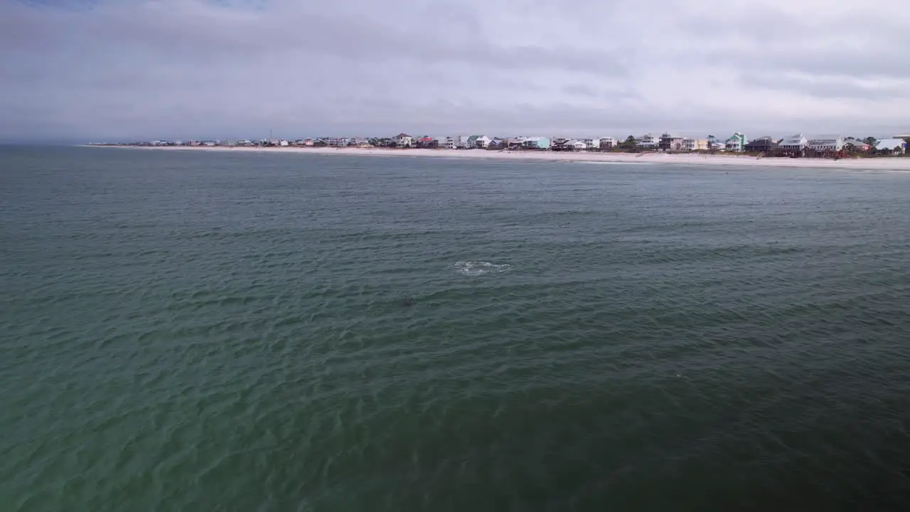 Aerial of dolphins feeding in front of sandy beaches and ocean-front condos