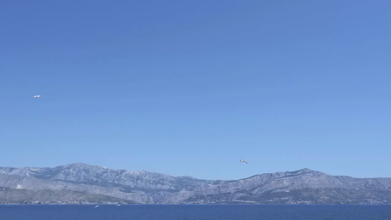 Seagulls flying over the sea