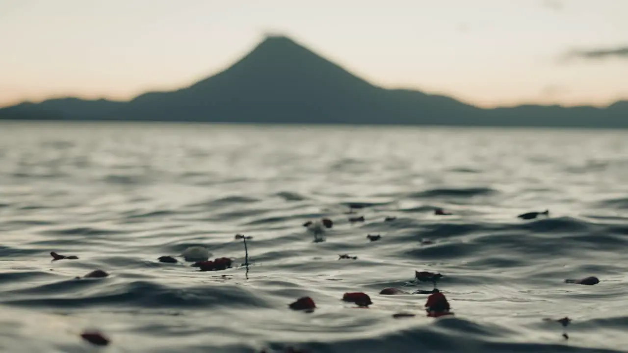 Cinematic Shot of Flowers and Perals Floating on Sea Lagoon Water With Island in Background Depth of Focus