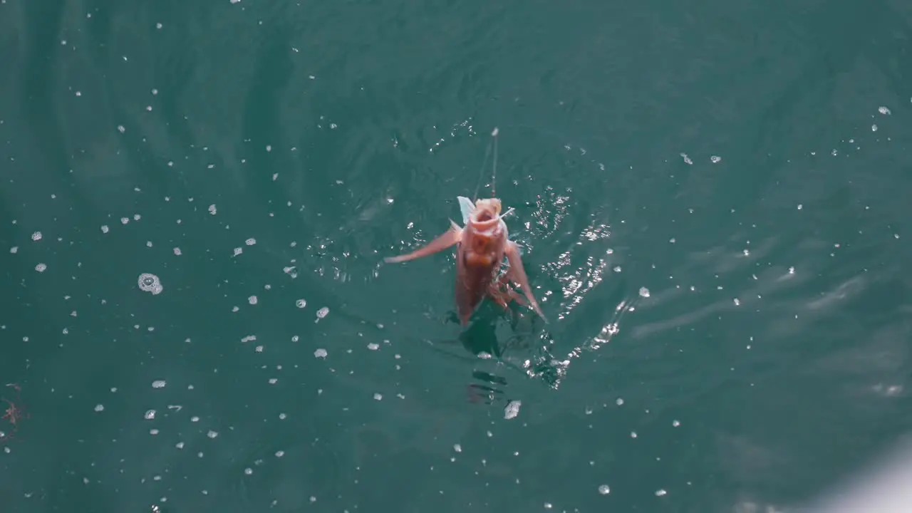 Red snapper fish caught in fishing line from side of boat dangling half in water