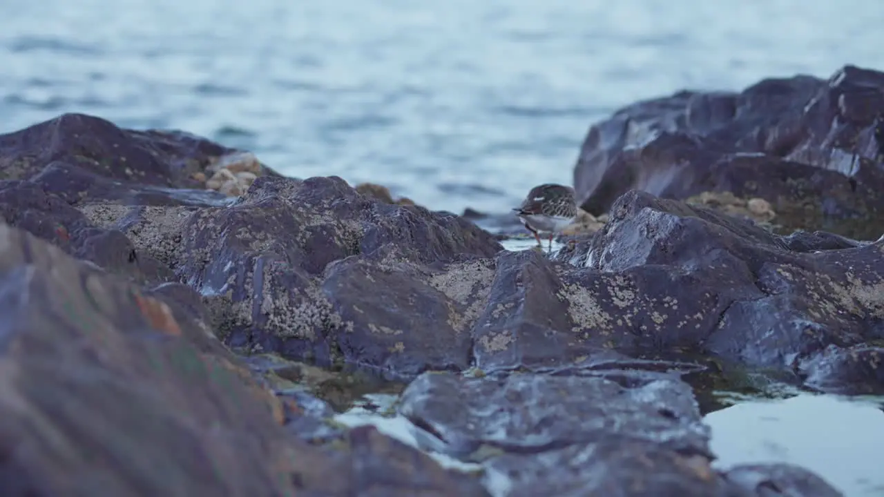 Sandpiper searching for food near the sea