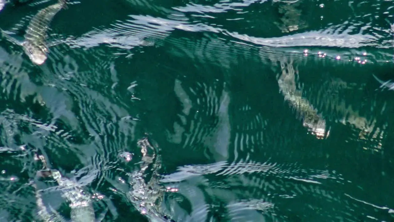 School of flying fish swarming below the surface of the water in Manzanillo Mexico