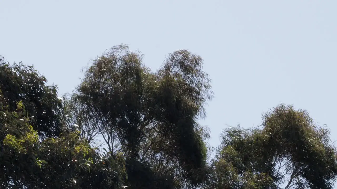 Gum Trees Moving In Strong Wind