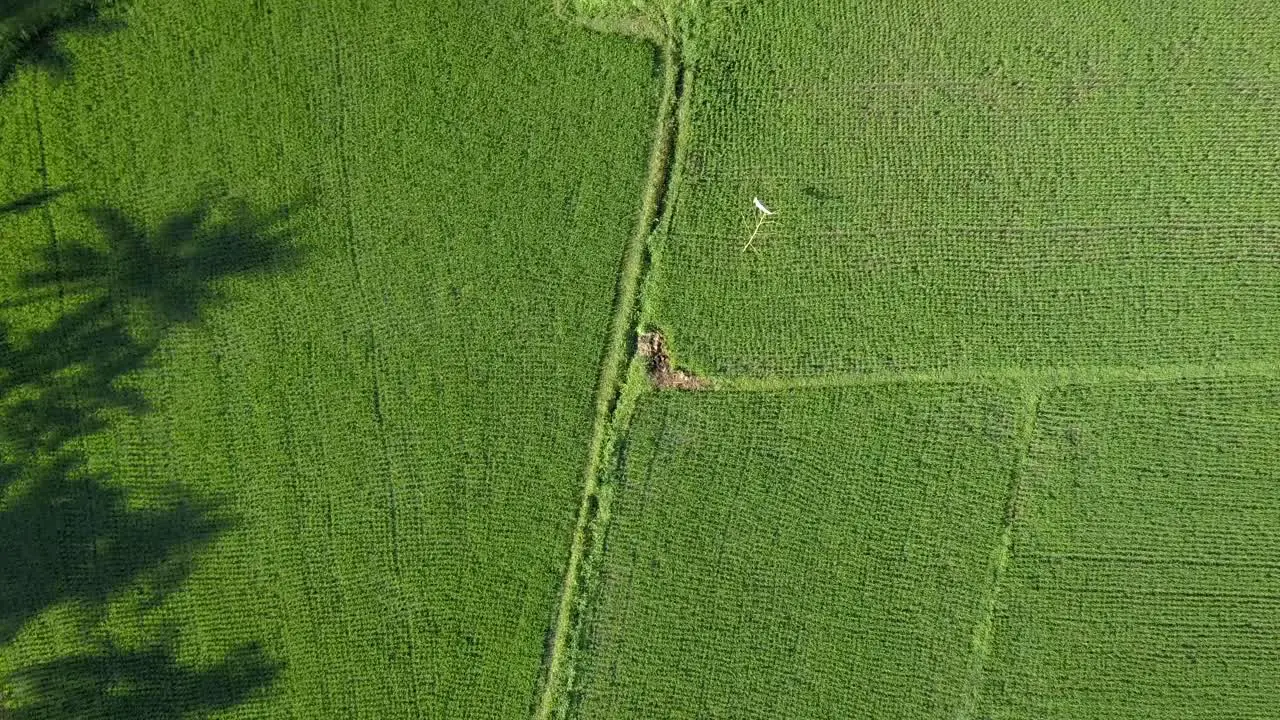 beautiful rice fields in Bali