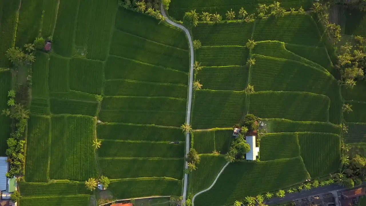 beautiful aerial footage of the rice fields in the village of Bali