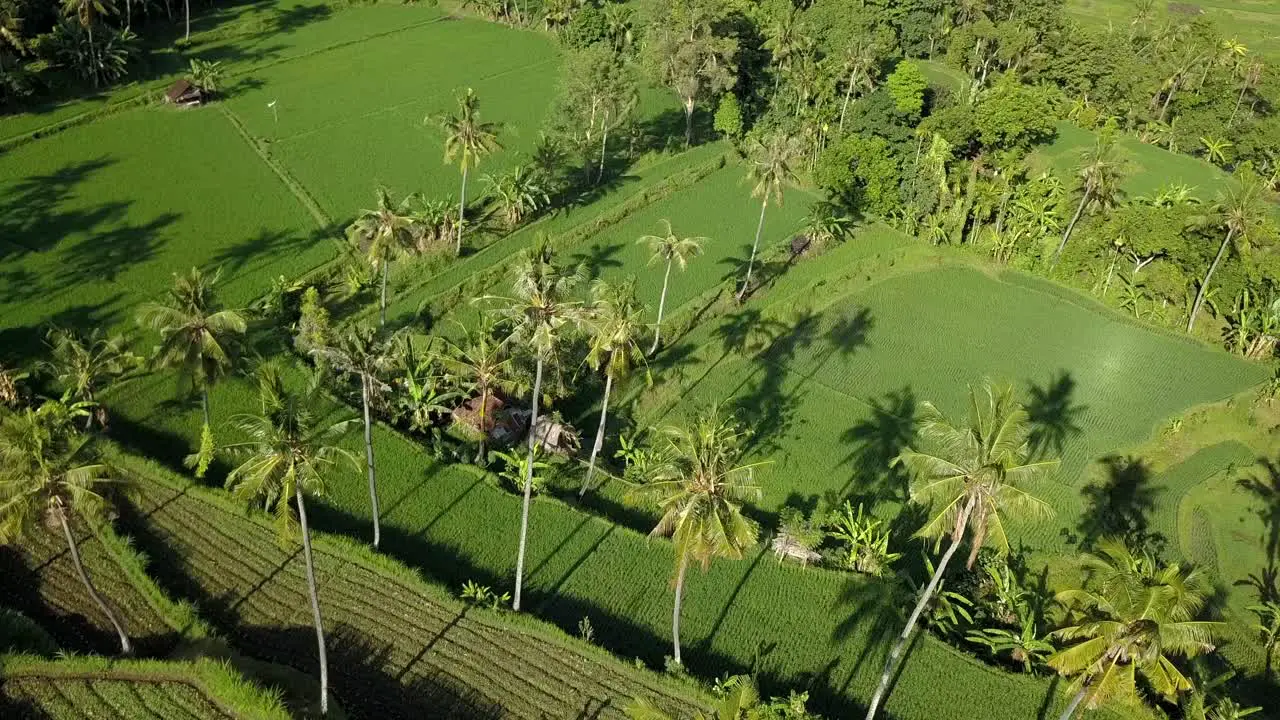 Beautiful rice fields in Bali Indonesia