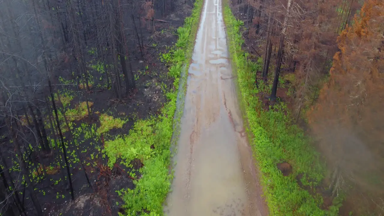 Muddy Back Road Amidst Wet Forest with No Leaves Aerial