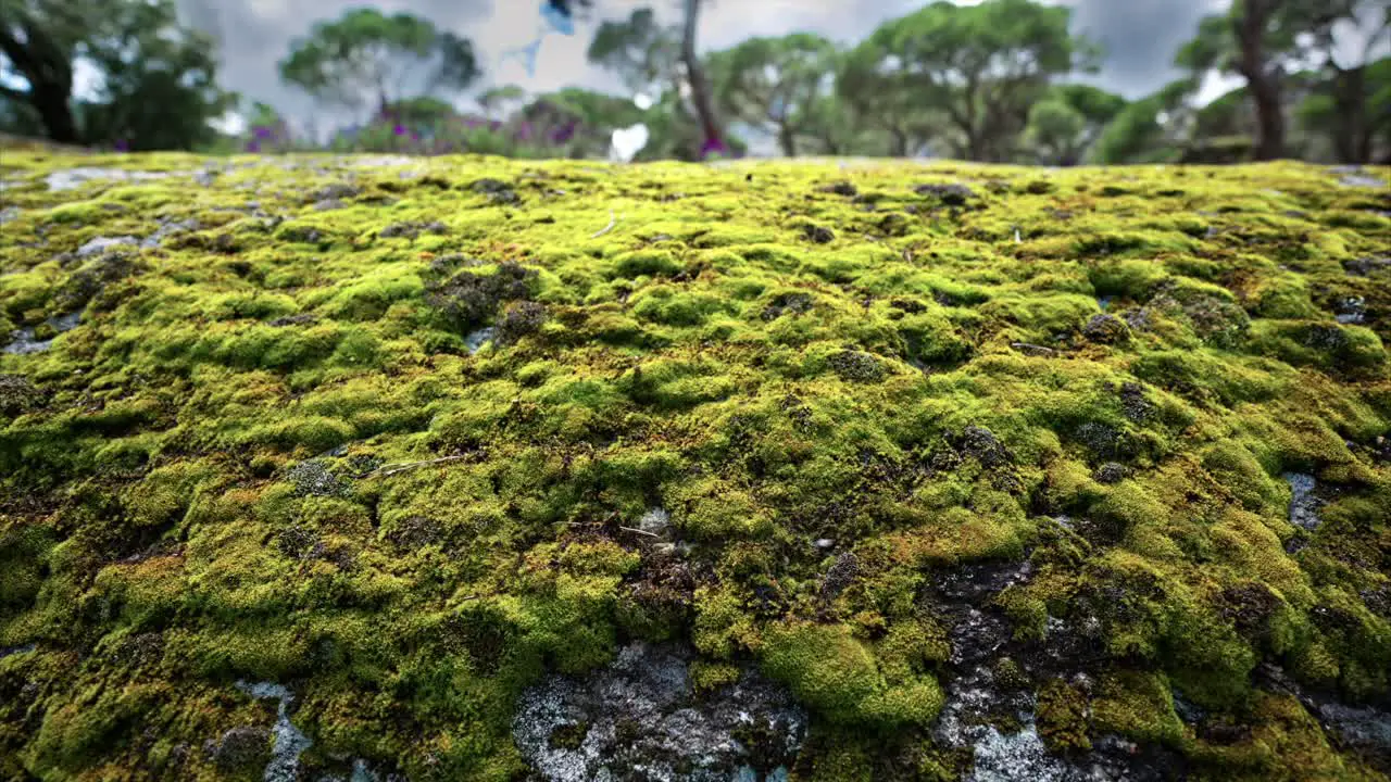 Green moss on rock in forest