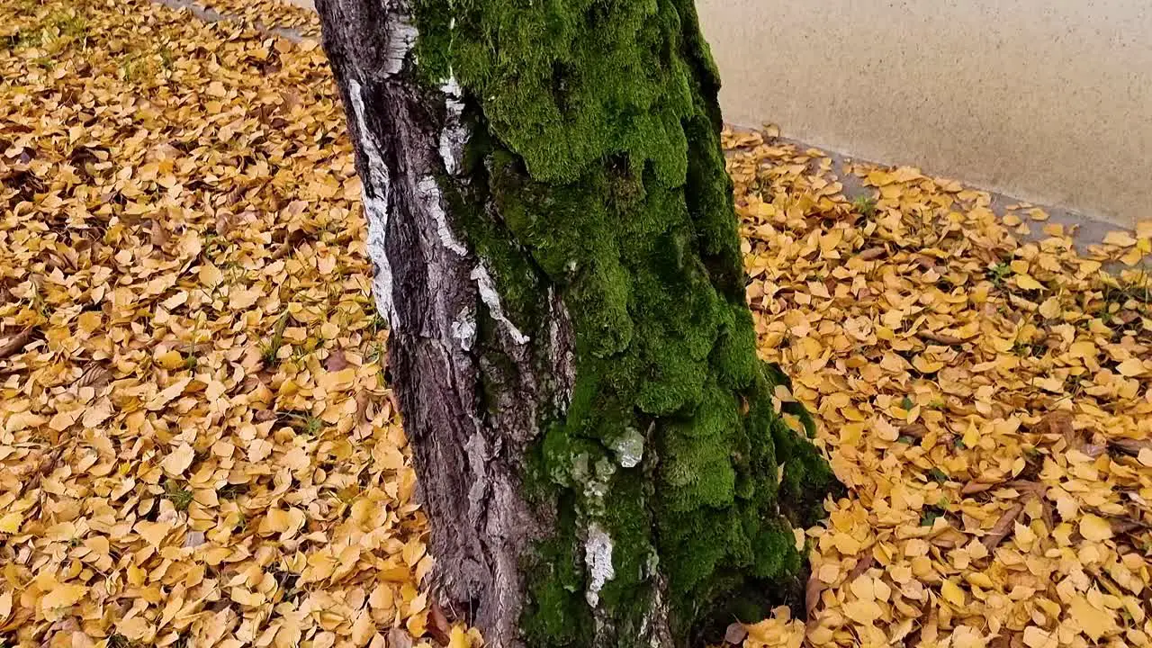  A tree covered in moss