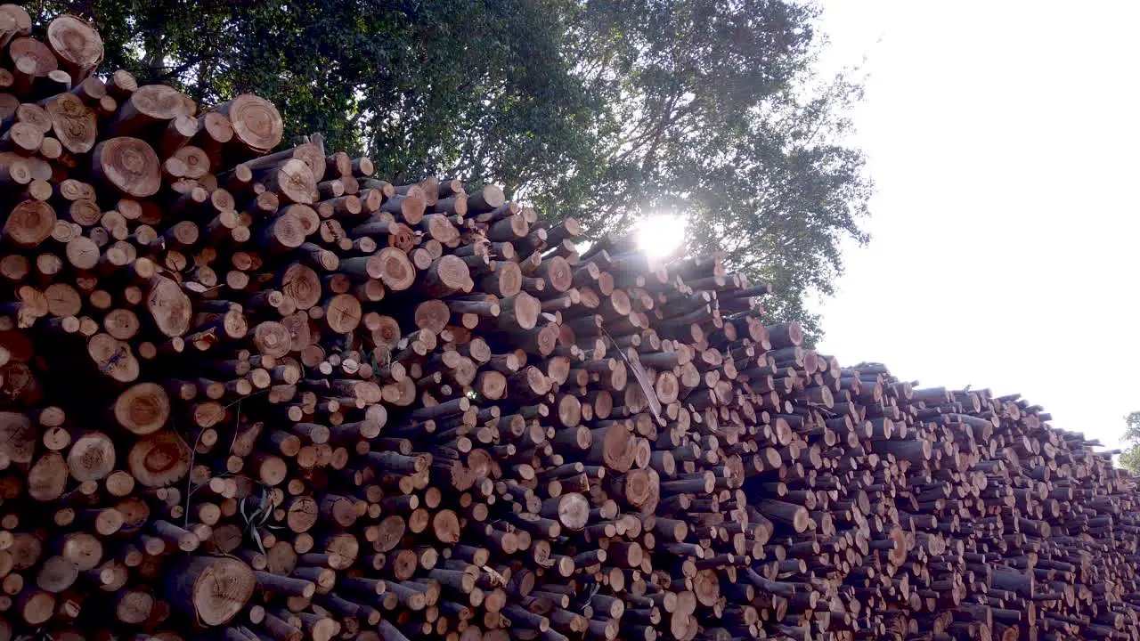 Pile of cut wood pine eucalyptus