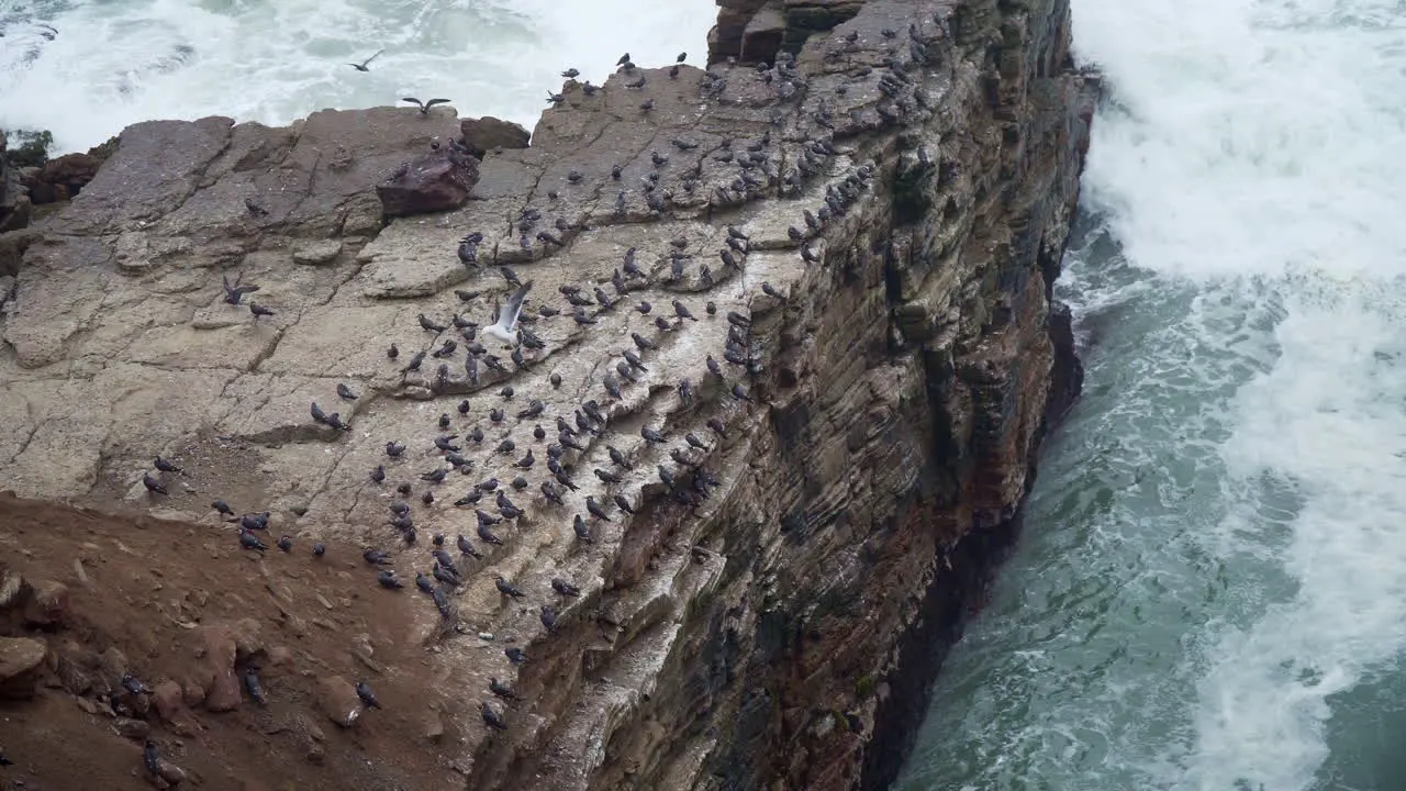 A flock of birds resting on a rocky cliff off the coast of Mirador Miguel Grau Chorrillos Lima Peru