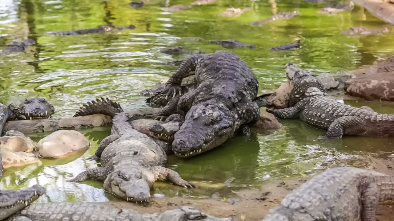 Mating crocodiles India