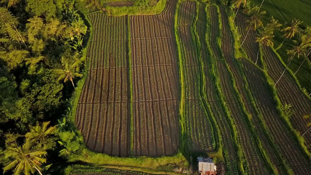 Beautiful aerial footage of the rice fields via drone