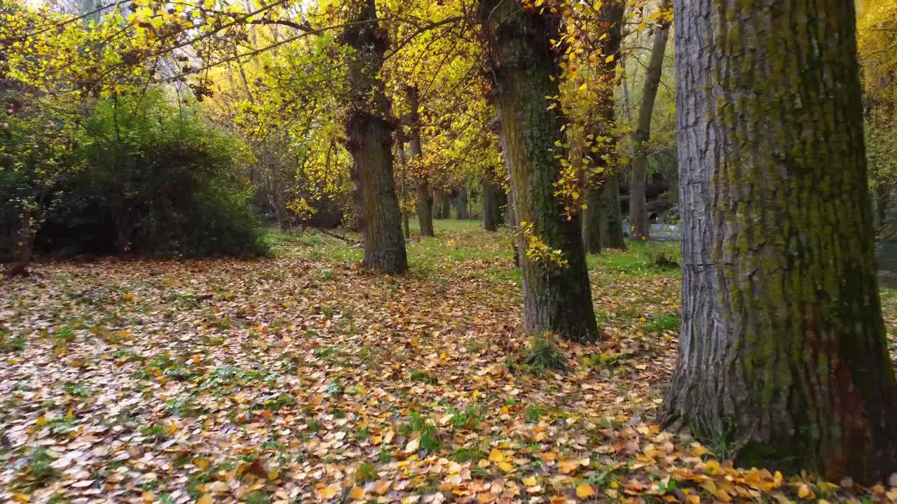 Trees growing near river in park