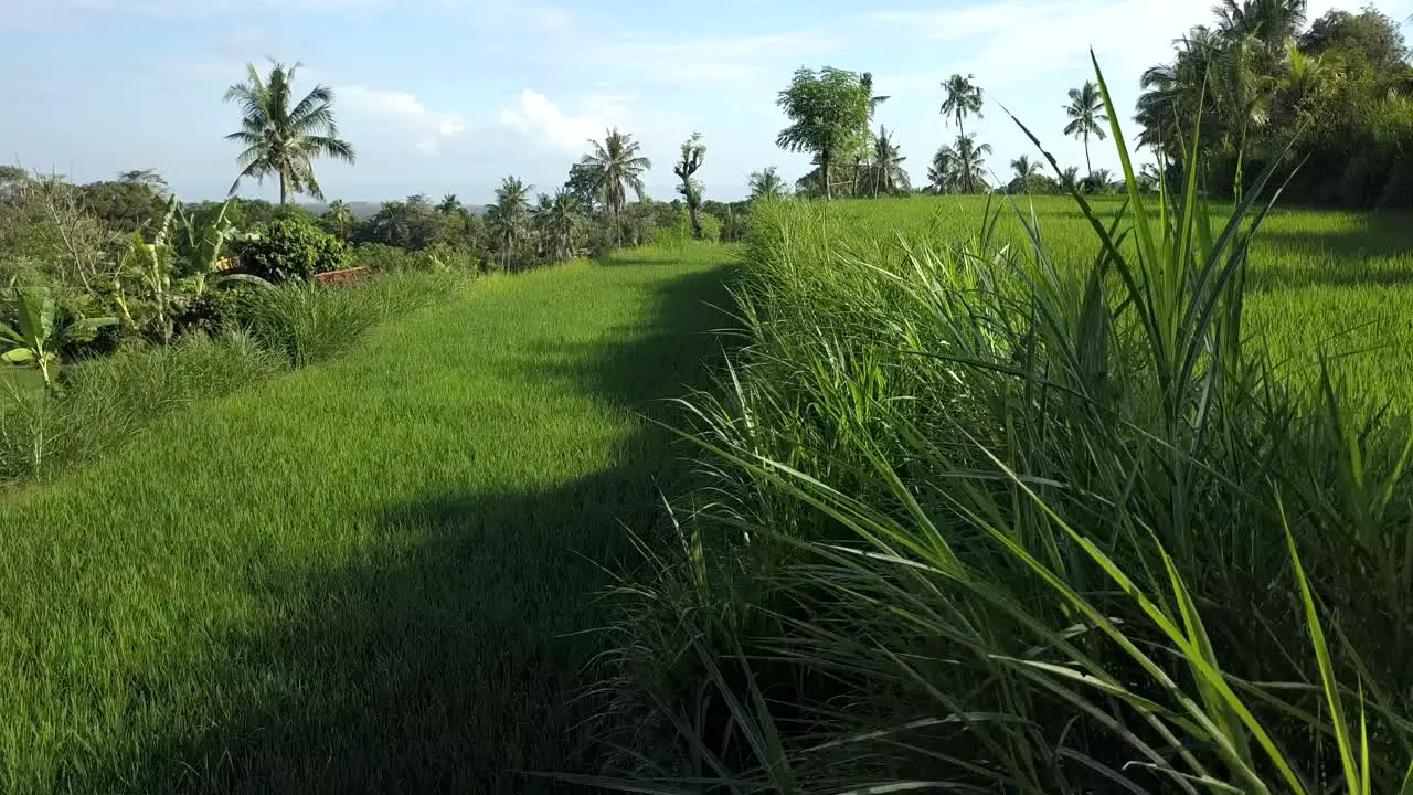 green view in Bali over the rice fields