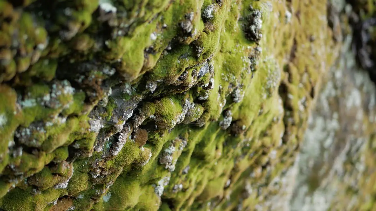 Close up of rock covered with moss