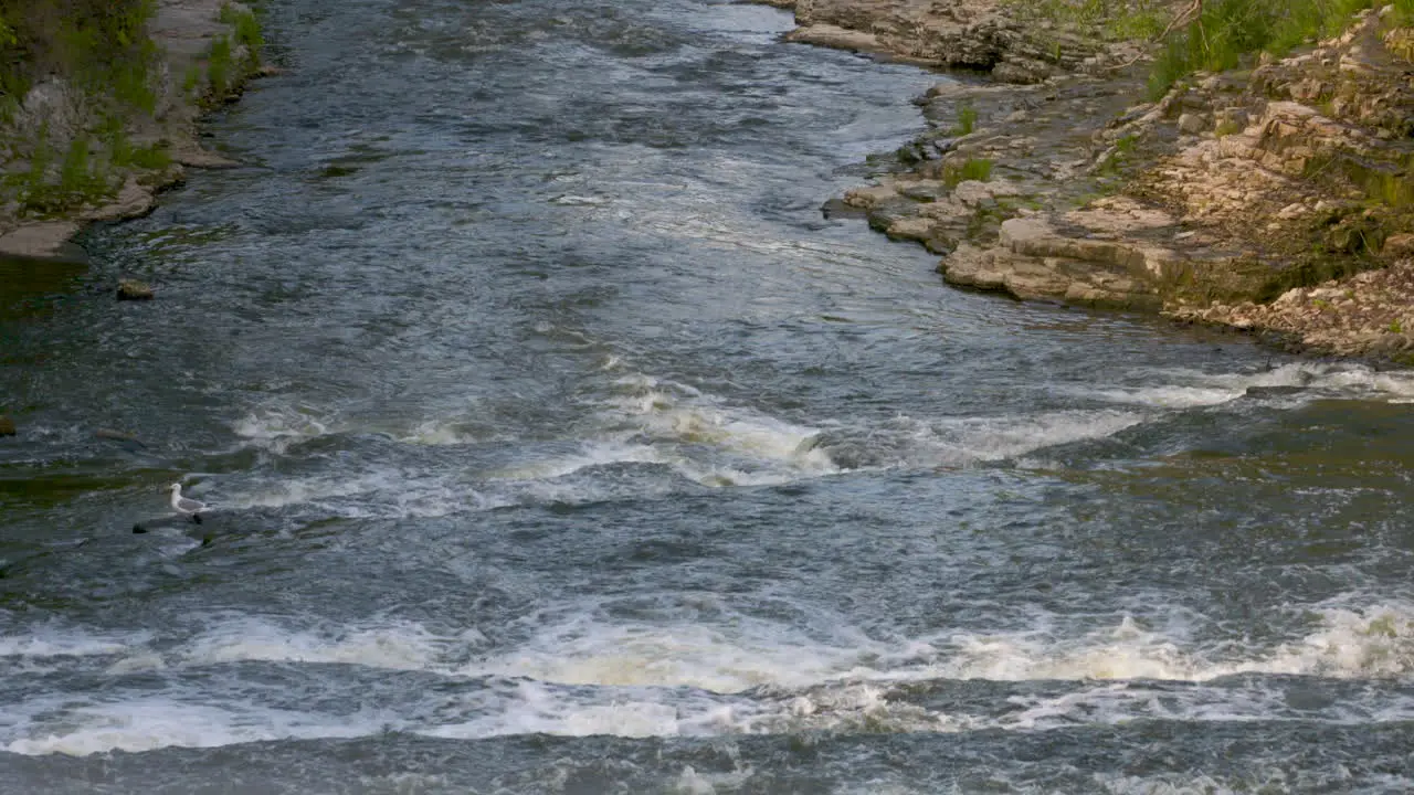 Whitewater rapids flowing along a scenic river