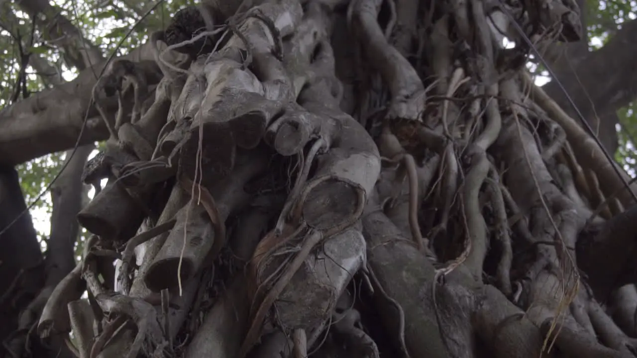 Slow motion of old tree bark hanging around the trunk of the tree