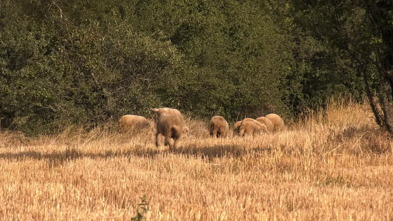 Sheep running in the yellow Autumn Grass