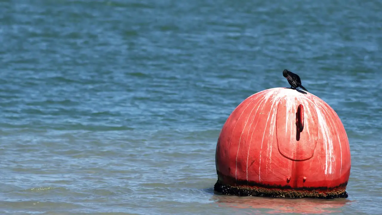 Close view of Black bird standing on an orange floating buoy on the ocean in a Blue sky sunny day