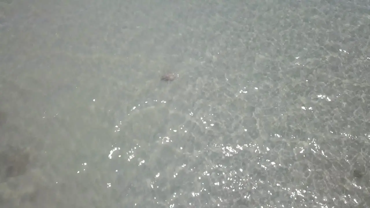 Drone aerial showing a turtle swimming towards a coral reef