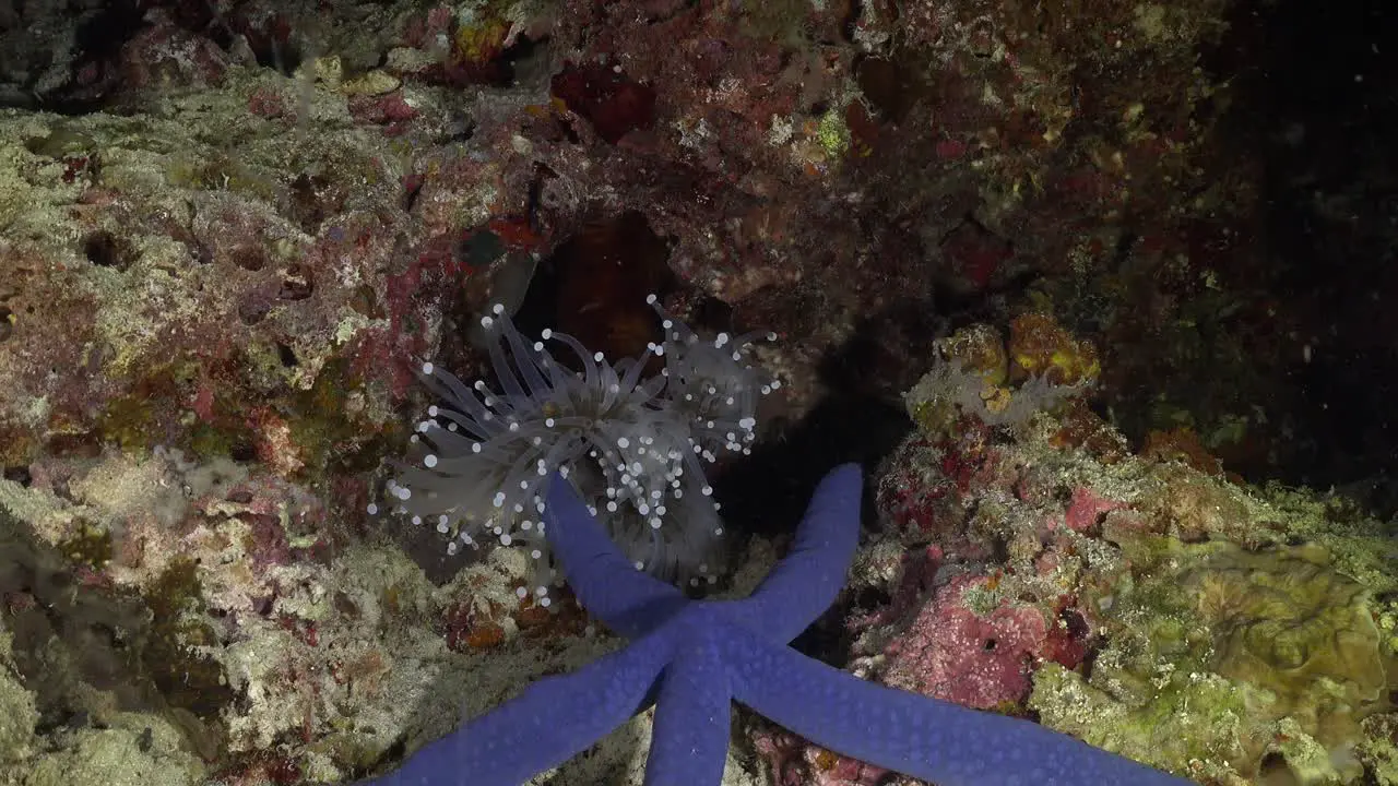 Sea anemone attacking blue star at night wide angle shot