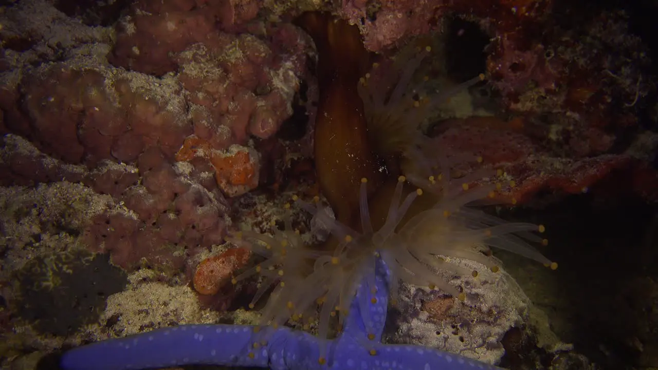 Sea anemone catching blue sea star and feeding on it