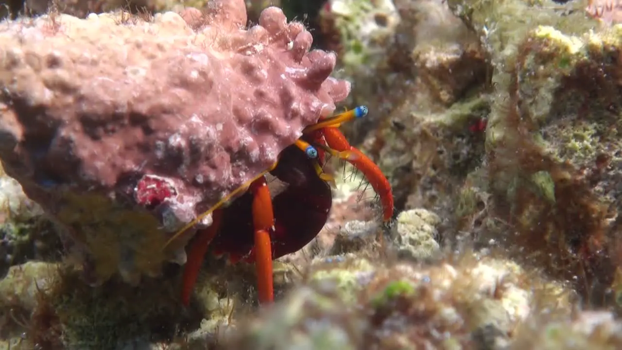 Hermit crab crawling over coral reef at night