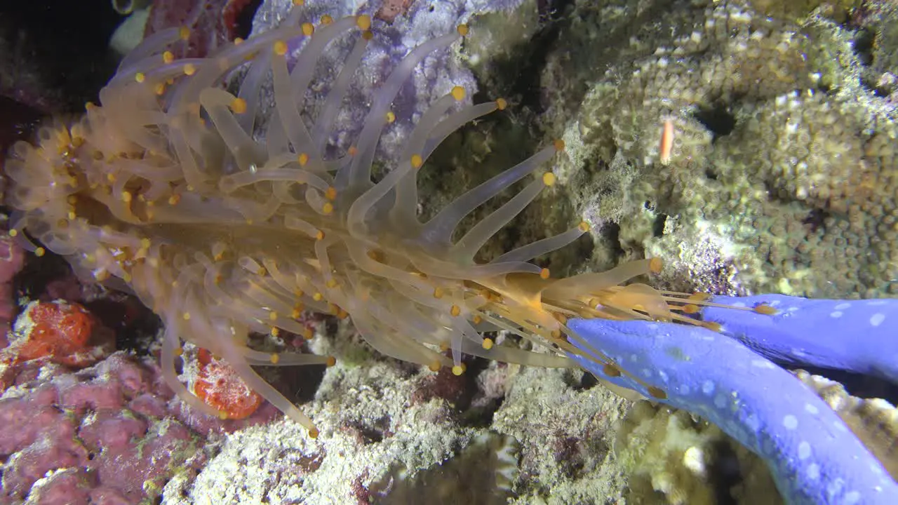 Blue Sea Star tag of war with sea anemone at night