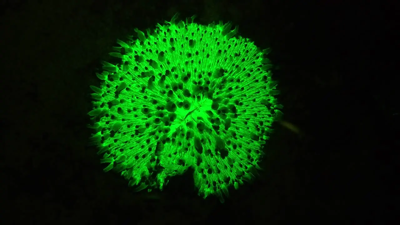 fluorescent green mushroom coral