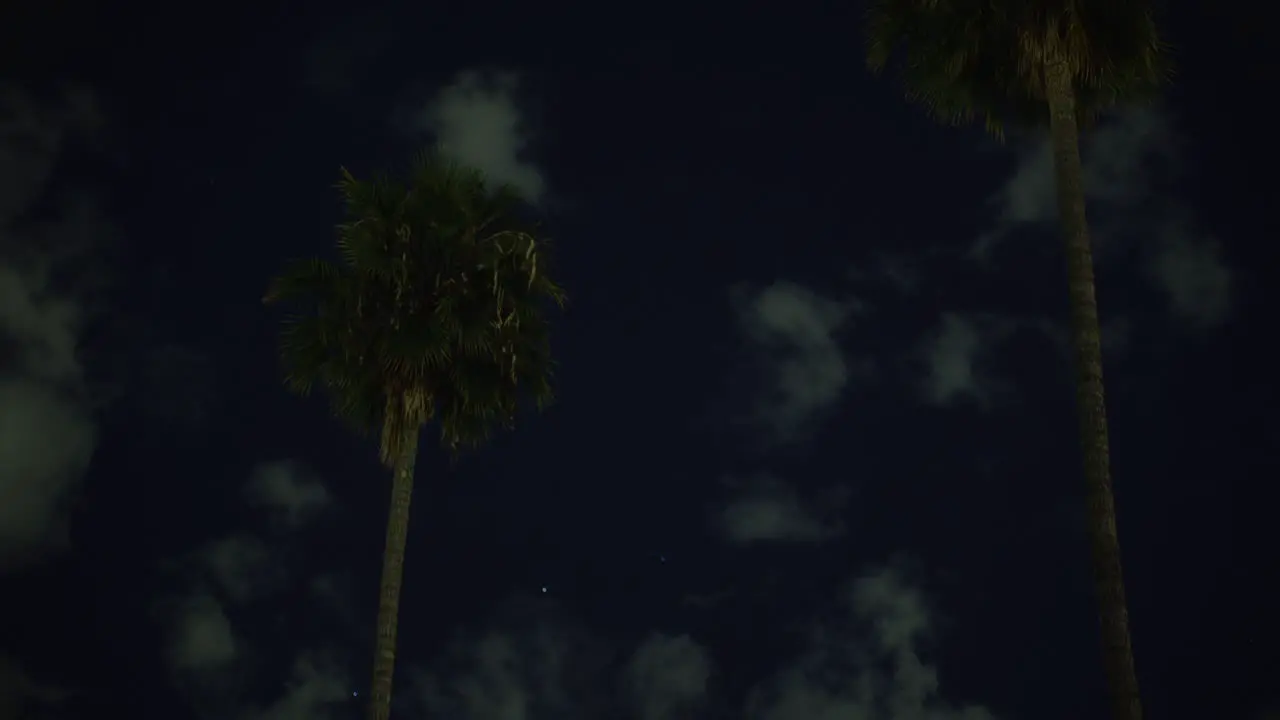 Timelapse of 2 palm trees at night with a cloudy sky