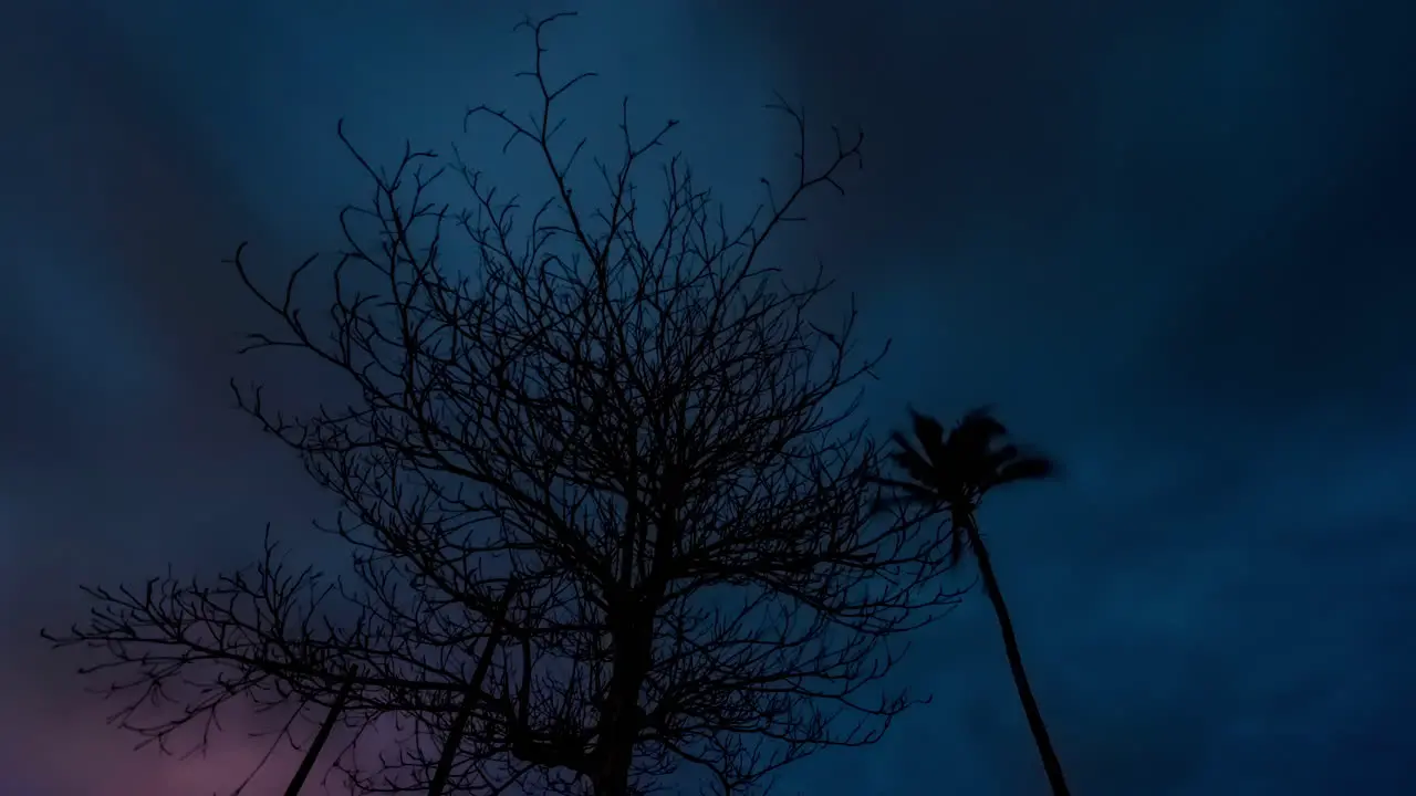 Time lapse in Africa a tree with stars and clouds in background