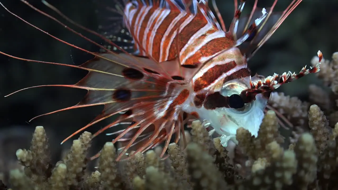 Close up of a spotfin lionfish on a coral reef at night