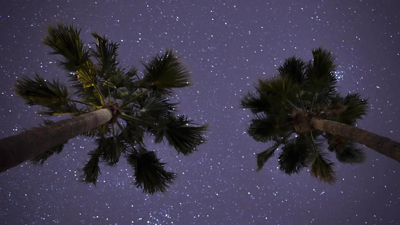 Two beautiful palm trees reach up into the night as stars peacefully march across the sky in the background