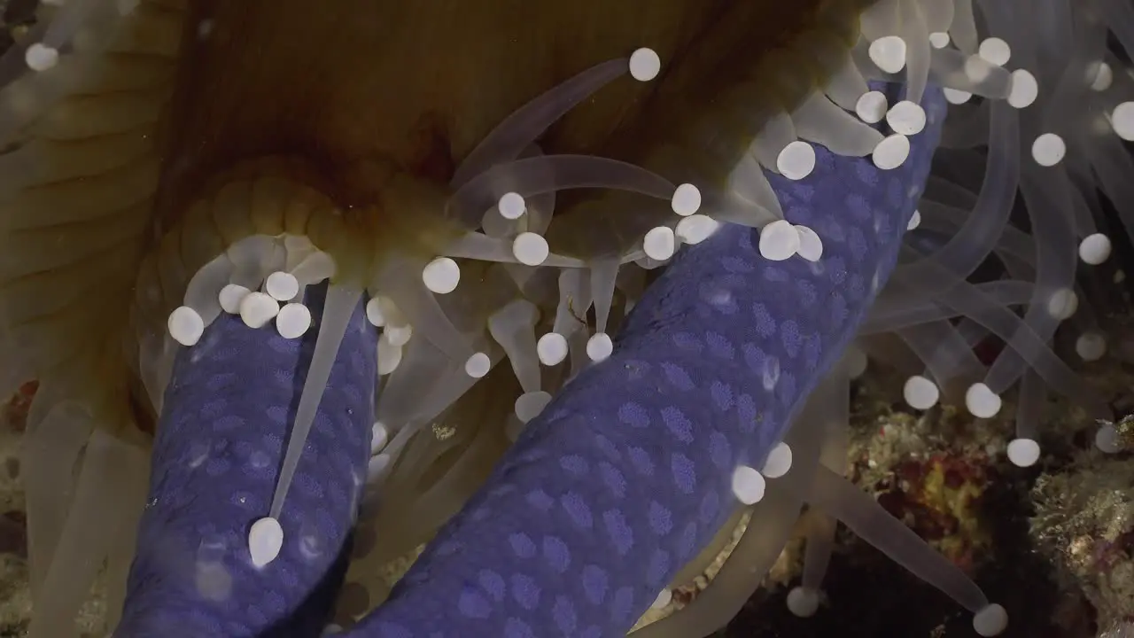 Sea anemone feeding on blue sea star at night