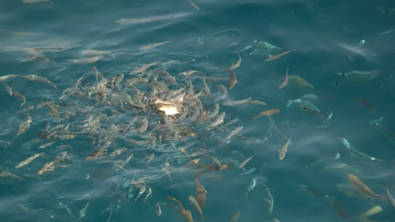 Herds of Wild Fish eating a Pizza Slice in Crystal Clear Blue Water off Croatia