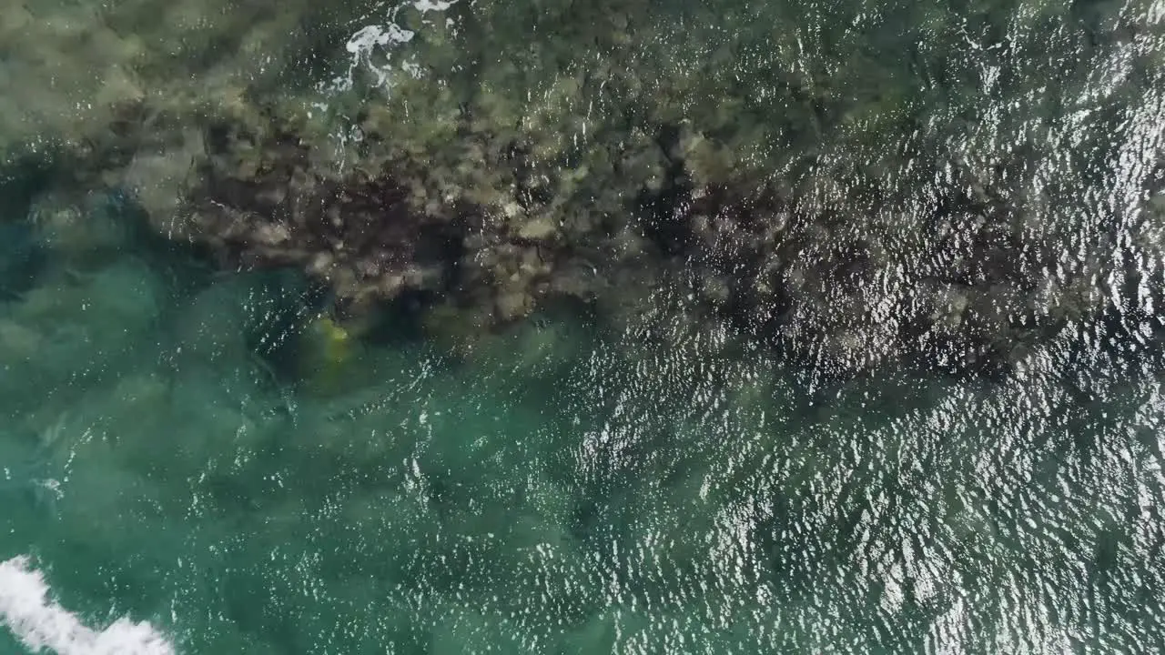 Giant Hawaii sea turtles in rough waters