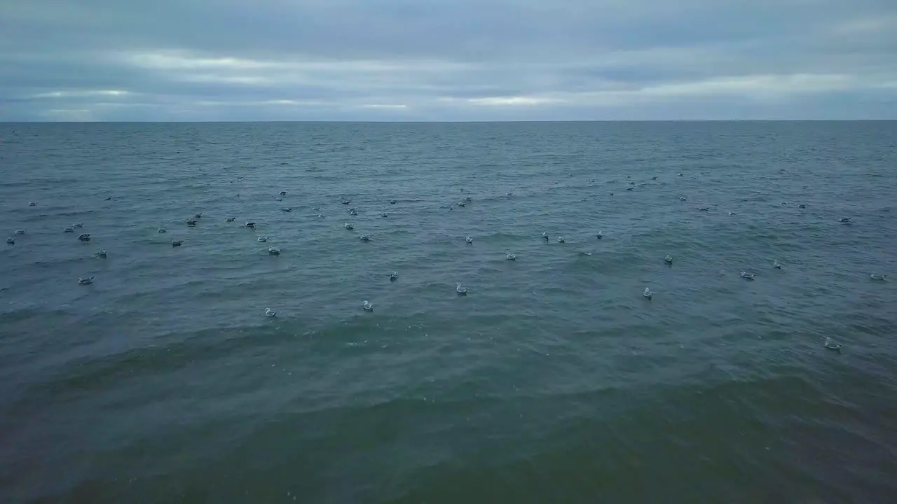 Establishing aerial view of Baltic sea coast on a overcast day seagulls taking up in the air low waves crushing against the coast climate changes wide angle drone shot moving forward